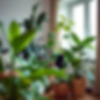Aesthetic arrangement of large-leaved houseplants in a bright space