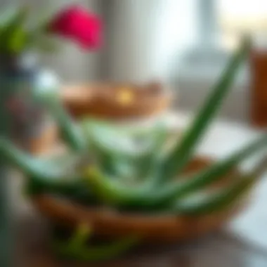 Illustration of the anti-aging benefits of aloe vera