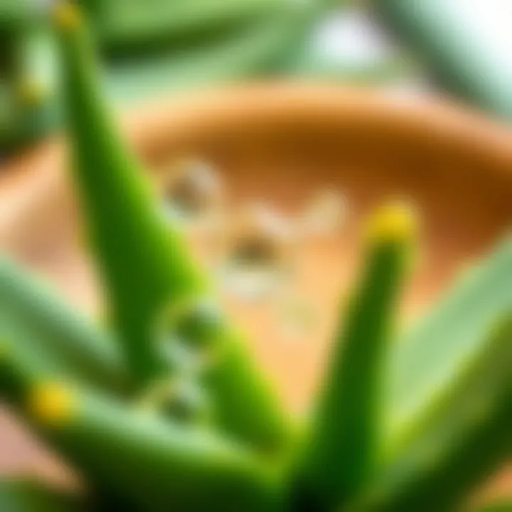 A close-up of aloe vera's chemical components illustrated for educational purposes