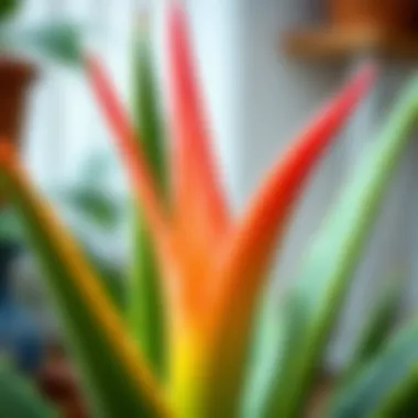Aloe vera flower in full bloom showcasing its vibrant coloration