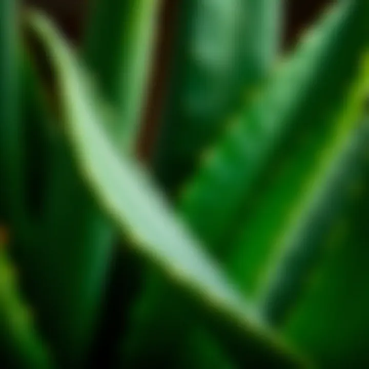 Fresh aloe vera leaf showcasing its natural texture