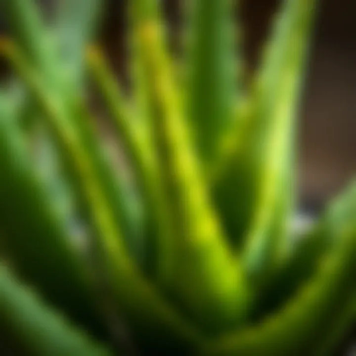 Close-up of fresh aloe vera leaves
