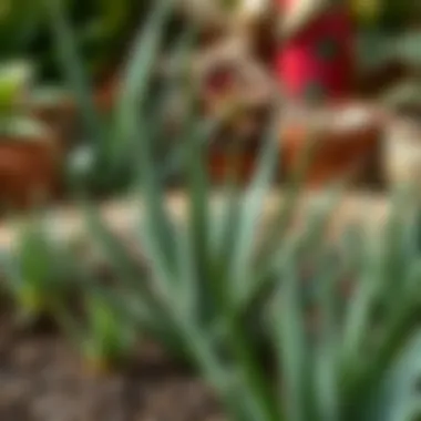 An aesthetically pleasing arrangement of aloe vera plants in a garden setting