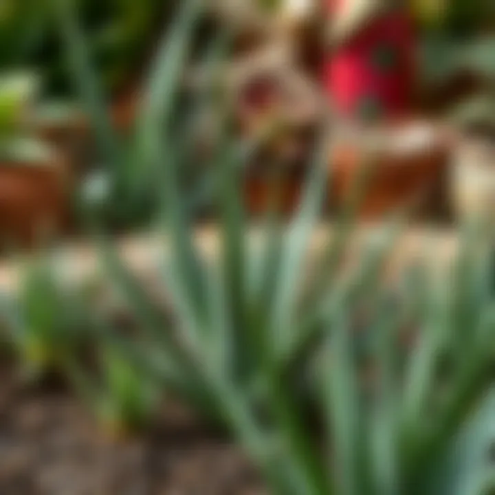 An aesthetically pleasing arrangement of aloe vera plants in a garden setting