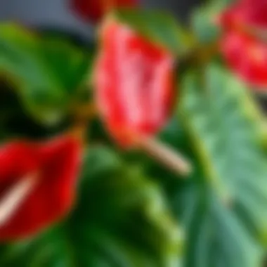 Close-up of Anthurium flowers highlighting their unique shape
