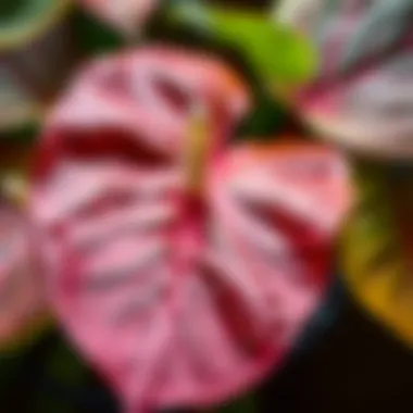 Healthy Anthurium leaves exhibiting a glossy texture