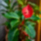 Vibrant Anthurium plant showcasing its stunning colors