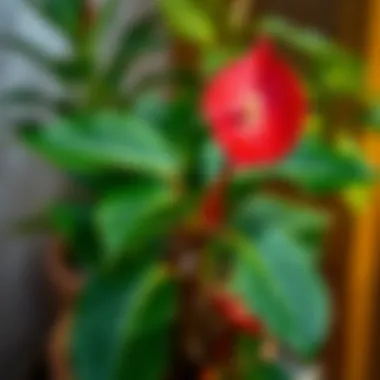 Vibrant Anthurium plant showcasing its stunning colors