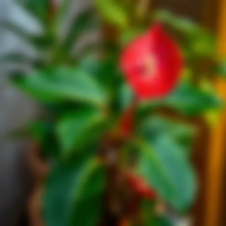 Vibrant Anthurium plant showcasing its stunning colors