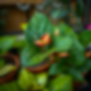 Propagation methods for Anthurium plants illustrated