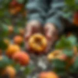 Apricot seed selection for planting