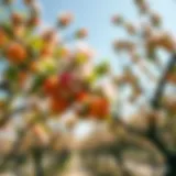 Beautiful apricot trees in full bloom showcasing vibrant fruits