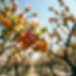 Beautiful apricot trees in full bloom showcasing vibrant fruits