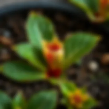 Close-up of Atatürk flower leaves and soil