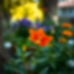 Vibrant Atatürk flower in a serene garden setting