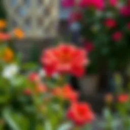 Vibrant Atatürk flower in a garden setting