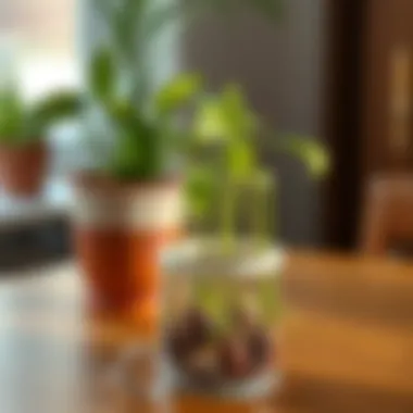 Cuttings of chandelier plant ready for propagation