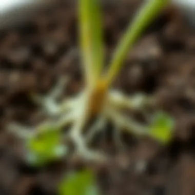 A close-up view of chandelier plant roots developing in soil