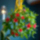 A vibrant chandelier plant showcasing its unique foliage