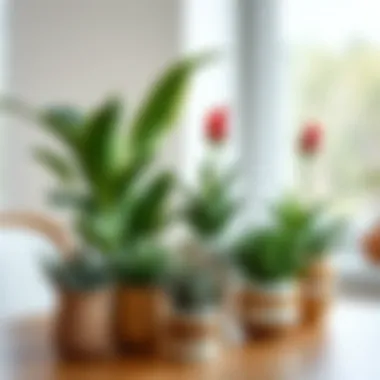 An arrangement of decorative plants in a simple yet elegant setup