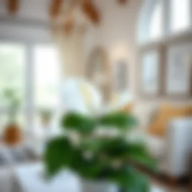 Stunning white anthurium in a bright living room