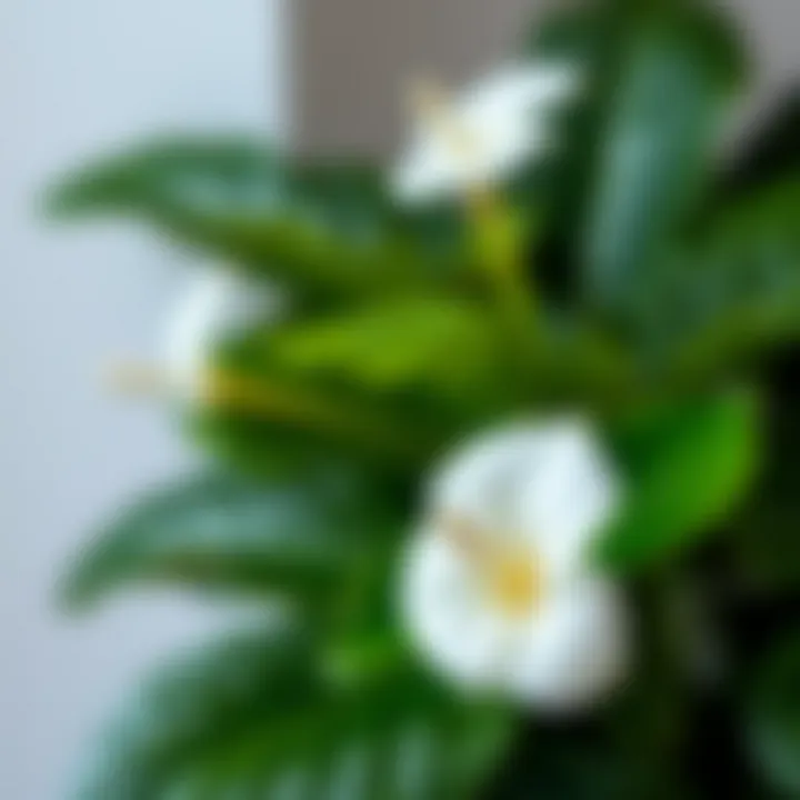 Close-up of white anthurium flowers showcasing their glossy leaves