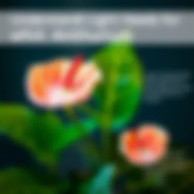 Infographic showing light requirements for white anthurium care