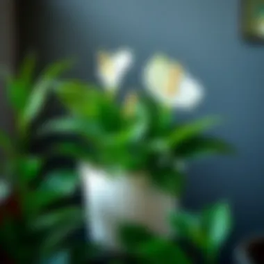 Healthy white anthurium with proper watering technique illustrated