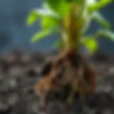 A healthy plant with well-developed roots