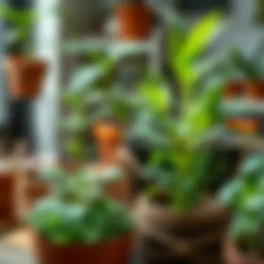 Comparison of healthy vs. overwatered plants