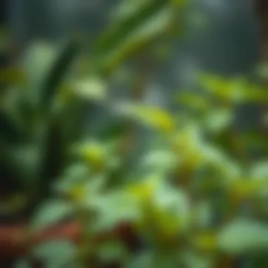 Overwatered plant showing signs of distress