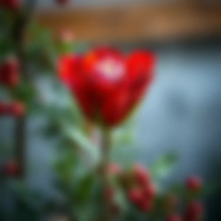 Illustration of red Christmas flower with care instructions