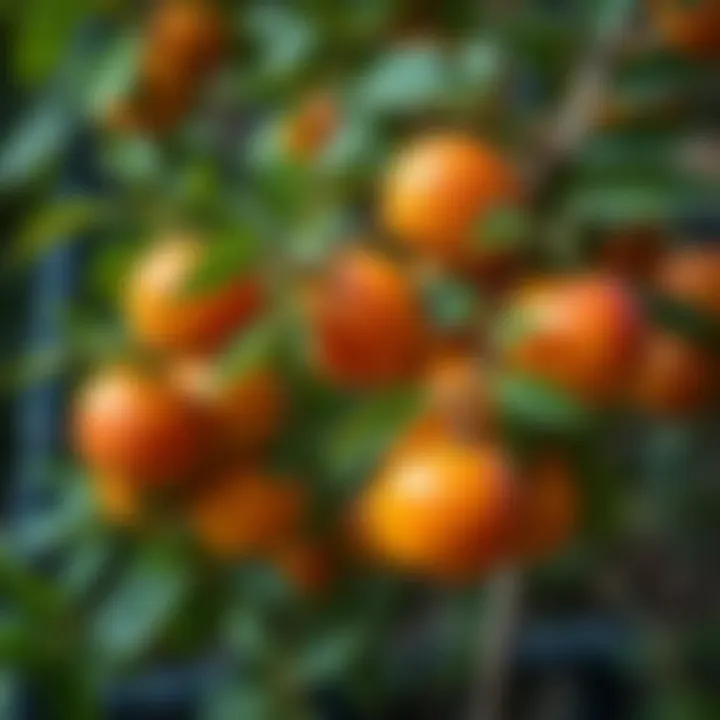 Caring for apricot plants