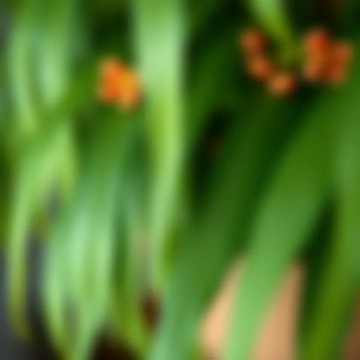 Close-up of delicate long leaves with floral accents