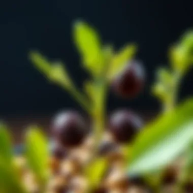 Close-up of sprouting olive seeds