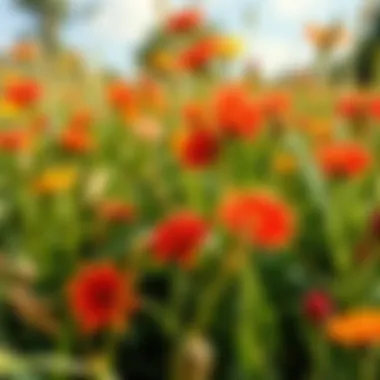 Illustration depicting the ecological role of flowers within an ecosystem