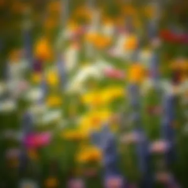 A vibrant field of wildflowers showcasing diverse colors and species