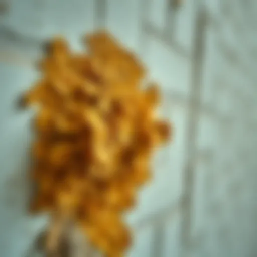 Mold Growth on a Wall Mold growth on a wall