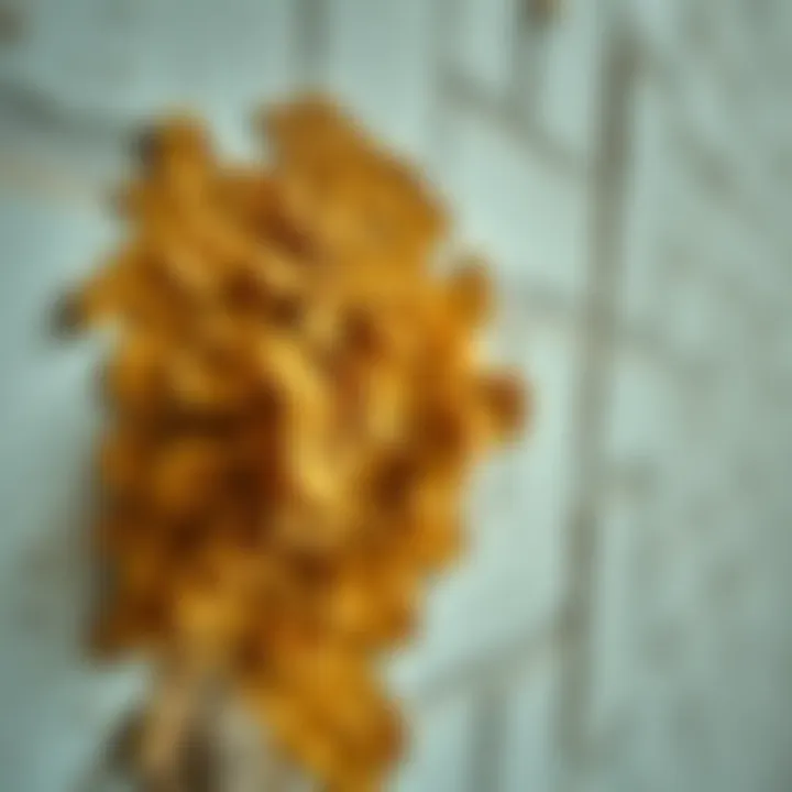 Mold Growth on a Wall Mold growth on a wall