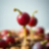 Close-up of sprouting plum seeds