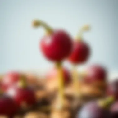Close-up of sprouting plum seeds