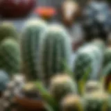 Fluffy Cactus in Natural Habitat