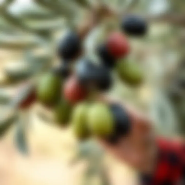 Harvesting ripe olives from the tree