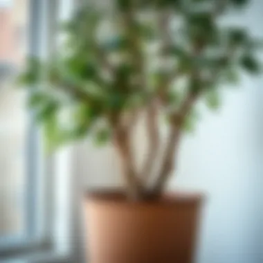 Close-up view of a healthy indoor potted tree