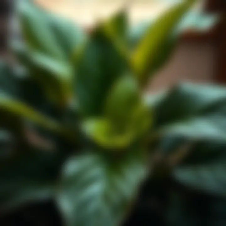 Close-up of a healthy large-leaved plant with rich foliage