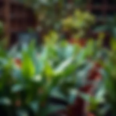 Healthy long-leaf plants thriving in a garden