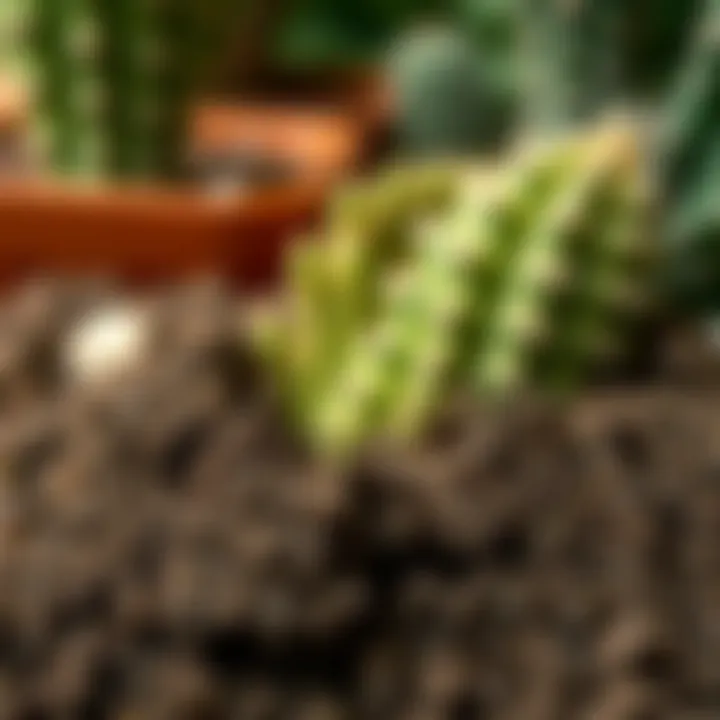 Close-up of cactus soil demonstrating proper drainage