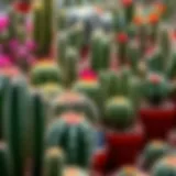 Diverse cactus species displayed in a vibrant garden setting
