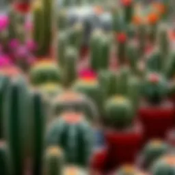Diverse cactus species displayed in a vibrant garden setting