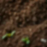 Rich soil texture showcasing the unique properties of kisli toprak.